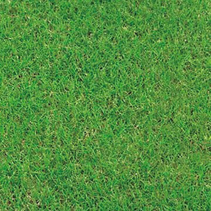 楽天市場 芝種 バミューダグラス バミューダグラス サバンナ2 1ｋｇ タキイ種苗 吉谷農芸 楽天市場店