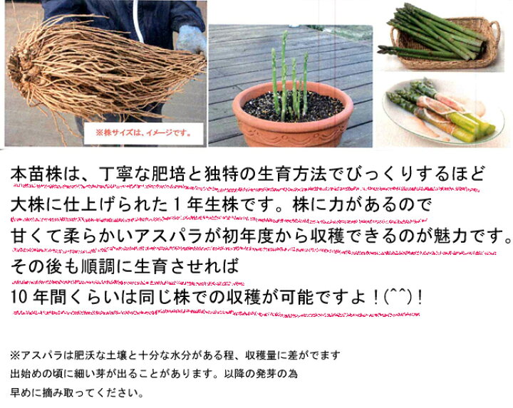 楽天市場 特大 アスパラガス苗 Lサイズ 素掘り苗 １株 栽培説明書付 吉谷農芸 楽天市場店