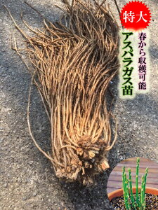 アスパラガス 苗の人気商品 通販 価格比較 価格 Com