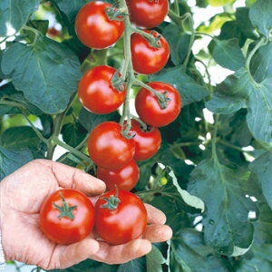 C60@ʃg}g@1000@yg}gzy^LC̃^lzy؂̎z