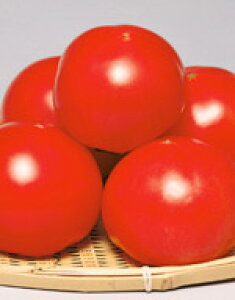 }CbN@ʃg}gq@1000yg}gzyTJ^̃^lzy؂̎z