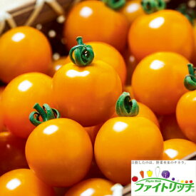 楽天市場 ミニトマト オレンジ色の通販
