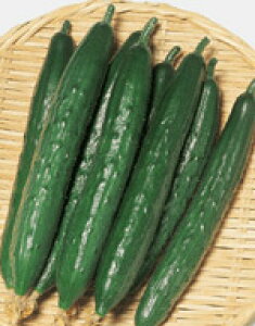 悵Ȃ@350@LEq@yӉZzyTJ^̃^lzy؂̎z