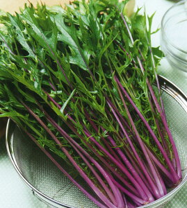 g@t@؎q@5ml@_ȓo^i(i햼@TTU-491j@y؎qz@y^LCczy؂̎z