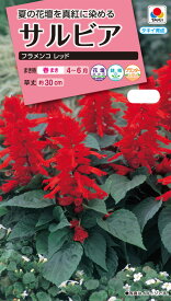 花種　NL300 サルビア フラメンコ レッド 小袋 [FSR271]【花の種】【タキイのタネ】【ガーデニング】