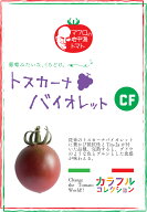 マロウの地中海トマト　CFトスカーナバイオレット　ミニトマト種子　8粒【イタリアトマト】【野菜の種】
