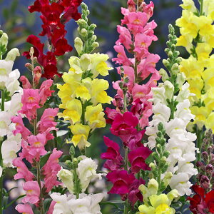 Ԏ@ NL150 @   [FKG119]yԂ̎zy^LC̃^lzyK[fjOz