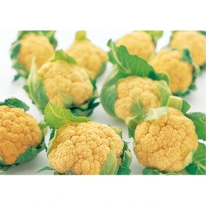 IW@2000@~jJt[q@y؎qzyTJ^̃^lz