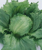 シスコビバ　結球レタス種子　ペレット5000粒　(品種名　ビーバー0570）【野菜種子】　【タキイ種苗】【…