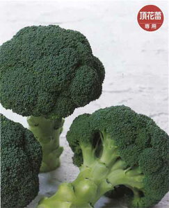 T}[h[@ubR[q@@y؎qz@yTJ^̃^lzyubR[̎z