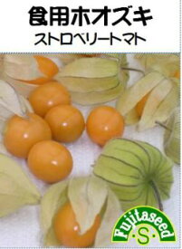 食用ほおずき種子　ストロベリートマト（食用トマトホウズキ）　30粒　【藤田種子】【食用ほおずき種子】【野菜の種】