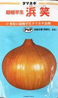 浜笑　玉ねぎ種子　超極早生種　カネコ種苗　小袋　20ml【野菜種子】農林水産省登録品種(品種名　浜笑　…