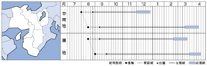 楽天市場 夢ごろも キャベツ種子 コート5000粒 晩生種 早春どり 寒玉系 野菜種子 タキイ種苗 早生キャベツ 吉谷農芸 楽天市場店
