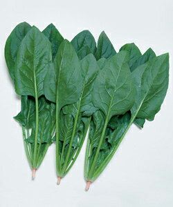 ӒT}[XJC@zE\Eq@40ml@y؎qzy^LCzzy@@̎z