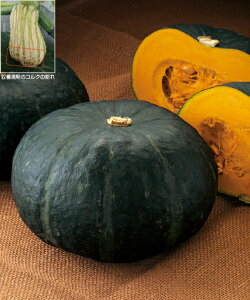 グラッセ カボチャ 100粒 【南瓜の種】【タキイ交配】【野菜の種】