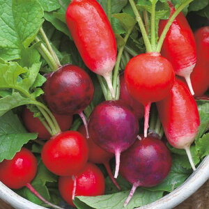 \卪q@낱냉fBbV~bNX@300y^LC̃^lz