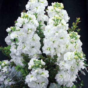 Ԏ@NL300 XgbN@_CzCg [FST337]@yԂ̎zy^LC̃^lzyK[fjOz