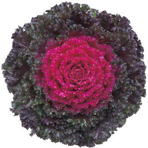 Ԏ@NL300 tO F1 NX^bh  [FHB757]yԂ̎zy^LC̃^lzyK[fjOz