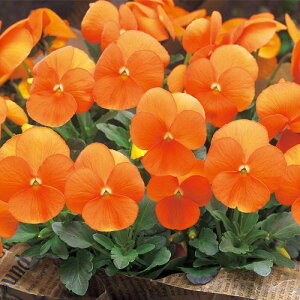 ԃ^l@NL300 rI@F1rrfB[vIW@ [FBR543]yԂ̎zy^LC̃^lzyK[fjOz