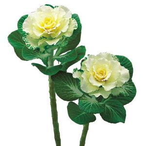 ԃ^l@ NL300 tO F1 tAzCg@ [FHB692]yԂ̎zy^LC̃^lzyK[fjOz