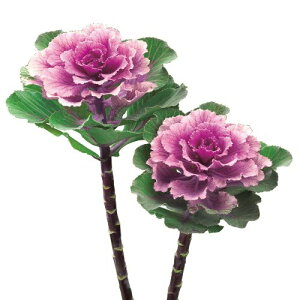 ԃ^l@ NL300 tO F1 tA[Y@ [FHB693]yԂ̎zy^LC̃^lzyK[fjOz