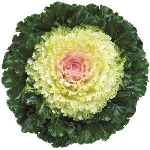 ԃ^l@NL300@tOv`iP[ F1NX^oj  [FHB756]yԂ̎zy^LC̃^lzyK[fjOz