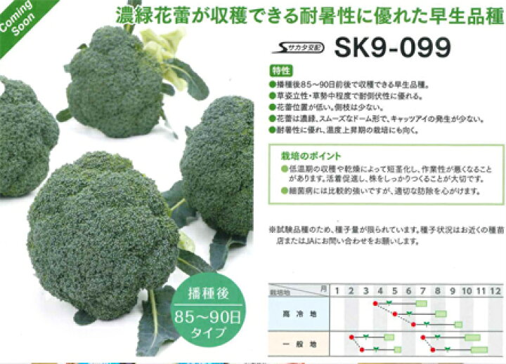 楽天市場】 SK9-099 ブロッコリー種子 【野菜種子】【サカタ交配 