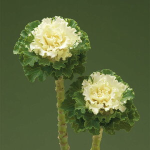 ԃ^l@ NL300 tO F1 btzCg@ [FHB694]yԂ̎zy^LC̃^lzyK[fjOz