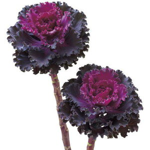 ԃ^l@ NL300 tO F1 btbh@ [FHB696]yԂ̎zy^LC̃^lzyK[fjOz