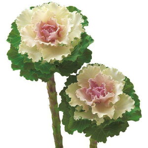 ԃ^l@ NL300 tO F1 btoj@ [FHB697]yԂ̎zy^LC̃^lzyK[fjOz