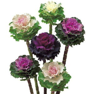 ԃ^l@ NL300 tO F1 bt~bNX@ [FHB698]yԂ̎zy^LC̃^lzyK[fjOz