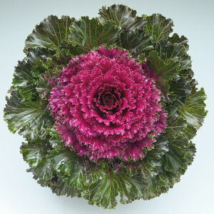 ԃ^l@NL300@tOv`iP[ F1NX^C  [FHB755]yԂ̎zy^LC̃^lzyK[fjOz