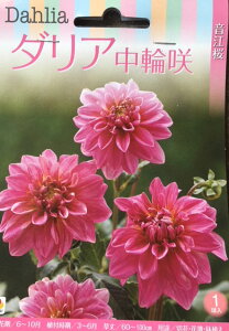 球根 ダリアの人気商品 通販 価格比較 価格 Com