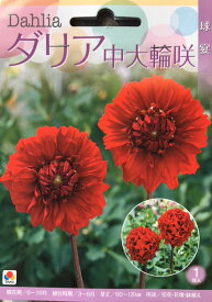 楽天市場 花の球根 種類 植物 ヒヤシンス 球根 ガーデニング 農業 花 ガーデン Diyの通販 楽天市場 花の球根 種類 植物 ヒヤシンス 球根 ガーデニング 農業 花 ガーデン Diyの通販