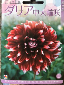 楽天市場 花の球根 種類 植物 ヒヤシンス 球根 ガーデニング 農業 花 ガーデン Diyの通販 楽天市場 花の球根 種類 植物 ヒヤシンス 球根 ガーデニング 農業 花 ガーデン Diyの通販
