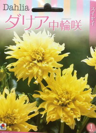 楽天市場 ダリア 球根の通販 楽天市場 ダリア 球根の通販