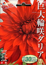 巨大輪咲きダリア球根　赤陽　1球入り