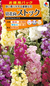 ԃ^l@NL500p ؉Ԍ XgbN Jt~bNX  [FST129] yK[fjOzy^LCcz