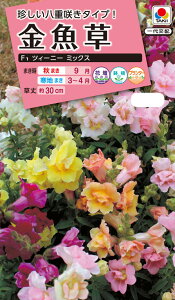 ԃ^l@NL300  F1 cB[j[~bNX  [FKG211] yԂ̎zy^LC̃^lzyK[fjOz