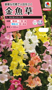 ԃ^l@NL300  F1 J ~bNX  [FKG570]yԂ̎zy^LC̃^lzyK[fjOz