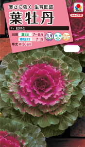 ԃ^l@NL300 tO F1 g͂  [FHB511]yԂ̎zy^LC̃^lzyK[fjOz