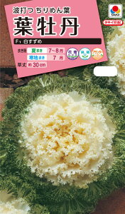 ԃ^l@ NL300 tO F1   [FHB582]yԂ̎zy^LC̃^lzyK[fjOz