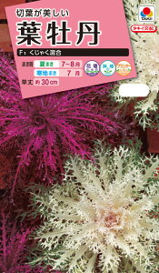 ԃ^l@NL300 tO F1 Ⴍ  [FHB629]yԂ̎zy^LC̃^lzyK[fjOz