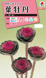 ԃ^l NL300 tO F1 g  [FHB684]yԂ̎zy^LC̃^lzyK[fjOz