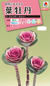 ԃ^l NL300 tO F1 EB^[ `F[  [FHB690]yԂ̎zy^LC̃^lzyK[fjOz