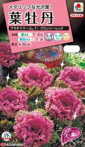 ԃ^l@NL300 tO v`iP[ F1 ObV[bh  [FHB751]_ȓo^i@(i햼@TB556jyԂ̎zy^LC̃^lzyK[fjOz