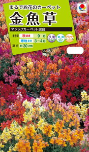 Ԏ@NL200  }WbNJ[ybg  ܁@[FKG210]yԂ̎zy^LC̃^lzyK[fjOz