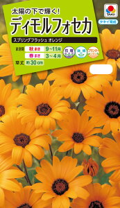 Ԏ@NL200 fBtHZJ XvOtbV IW  [FZZ623]yԂ̎zy^LC̃^lzyK[fjOz