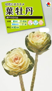 Ԏ@NL200 tO ˂̓̏o  [FHB314]yԂ̎zy^LC̃^lzyK[fjOz