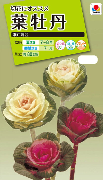 激安通販ショッピング 花の種 葉牡丹 サポナリア バッカリア混合 約0粒 タキイ種苗 ｎｌ0 Rmladv Com Br